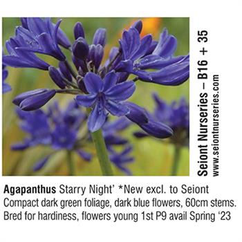 Seiont Nurseries - Agapanthus Starry Night