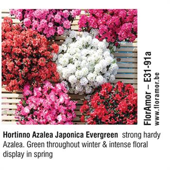 FlorAmor - Hortinno Azalea Japonica Evergreen