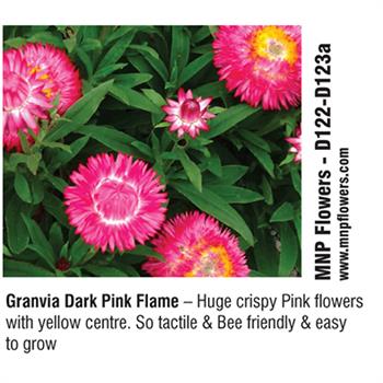 MNP Flowers - Granvia Dark Pink Flame