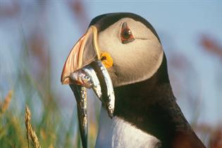 RSPB: seeks agency