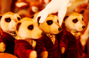 Aleksander: Meerkat toy on sale in Harrods