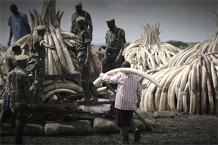 The cremation will see 105 tonnes of ivory destroyed