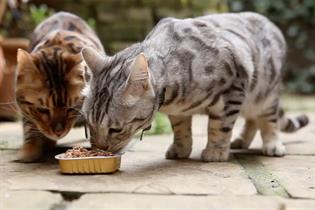 Lily's Kitchen: one of Bountiful Cow's first clients