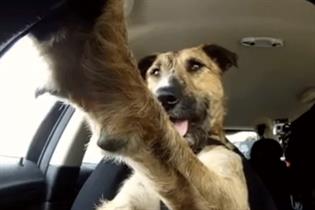 Draftfcb Auckland: 'driving dog'