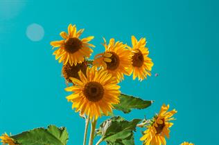 A picture of sunflowers against a blue sky