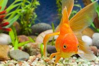 The Tetra Tranquillity Tank will be open to the public from 8-15 September at Old Street Station