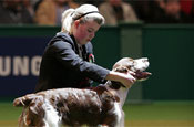 Crufts: will be screened on More4 in UK