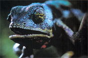 Budweiser: Louie the Lizard campaign