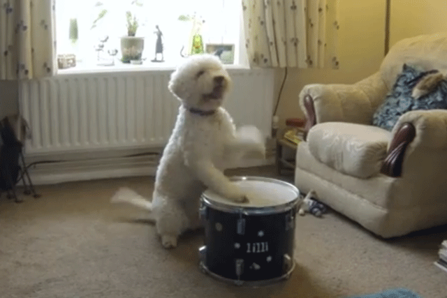 Direct Line: latest Pet Step viral ad fails to impress