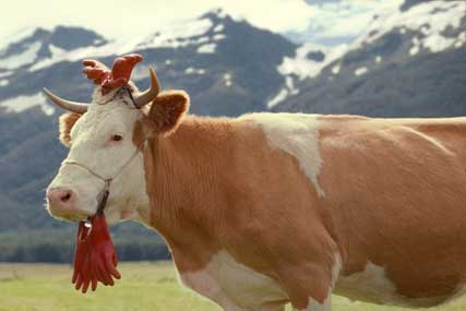 Milka: calls global review
