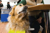 Guide Dogs asks for £2 a month