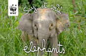 WWF: Mothers' Day elephant campaign