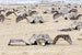 Sea turtles...Rapp creates event on Bournemouth beach