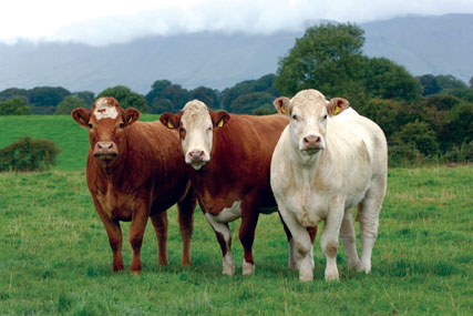 Irish Food Board