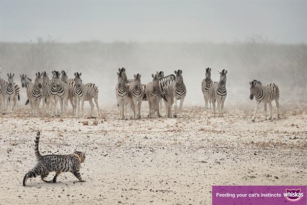 Whiskas: work by AMV BBDO is shortlisted