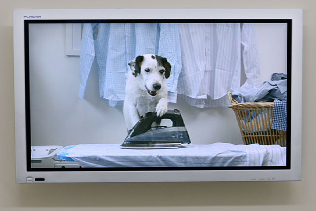 Thinkbox: prepares a summer run for Harvey the dog