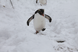Penguin in the snow at London Zoo