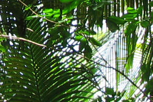London Zoo to open rainforest experience