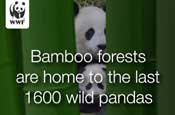 WWF panda adoption campaign