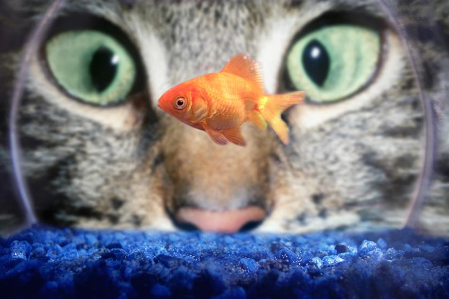 Cat focuses on a goldfish