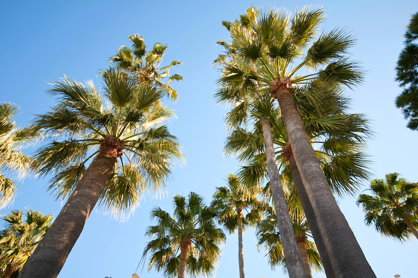 Cannes palm trees