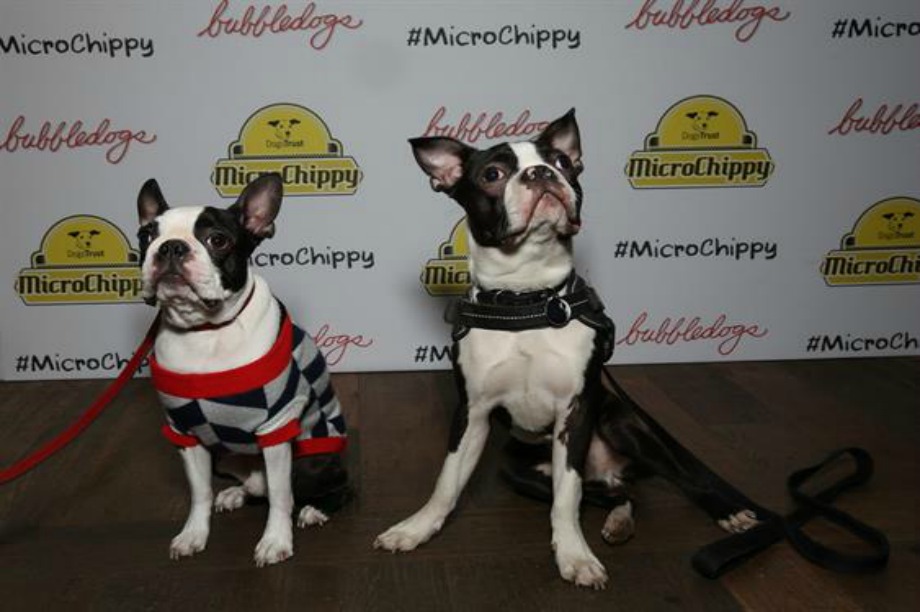 The MicroChippy has been designed with dogs in mind 