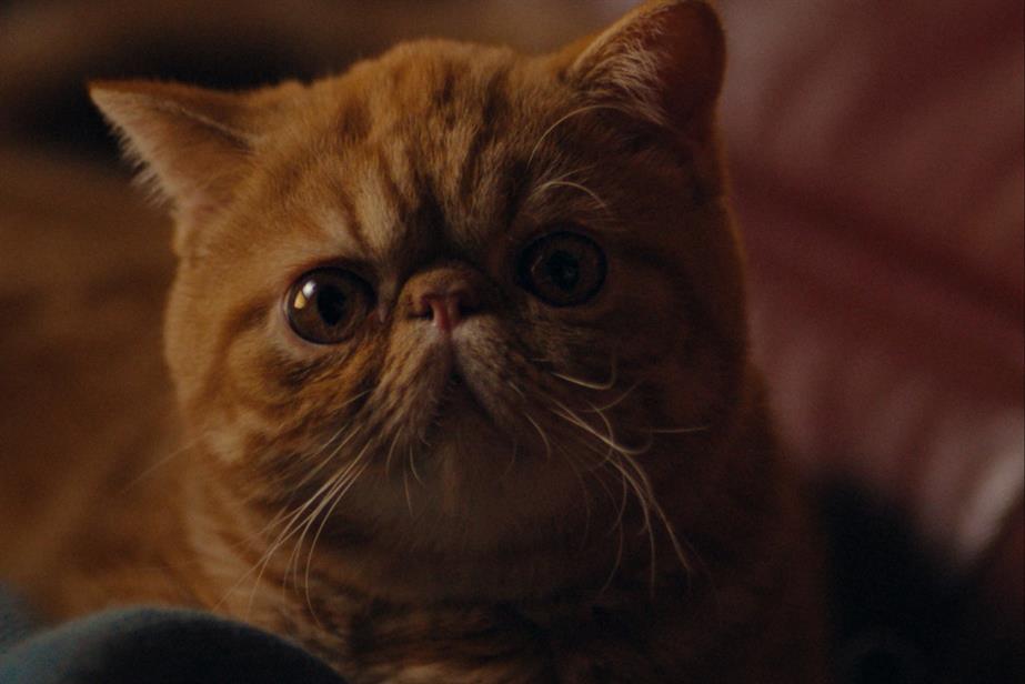 Cat from Magnum ad