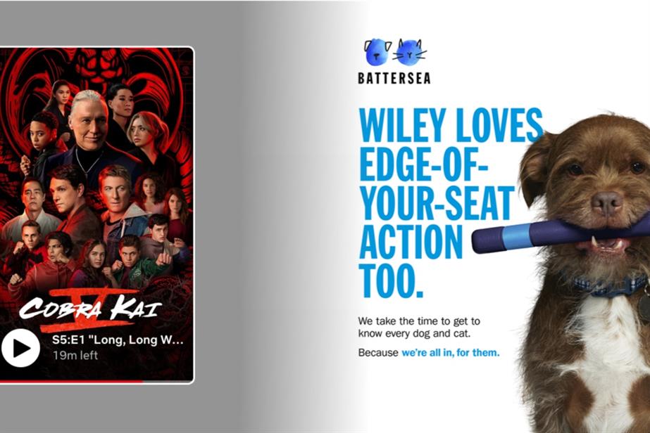 Dog in a Battersea Dogs and Cats Home ad