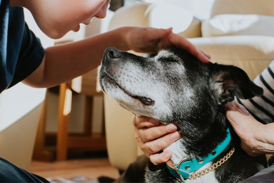 Dog being stroked