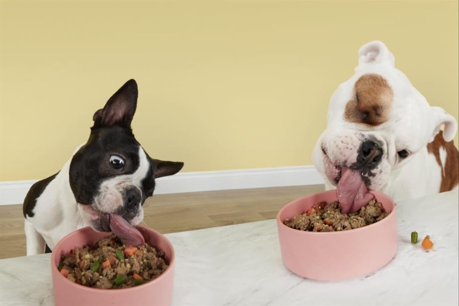Two dogs eating dog food