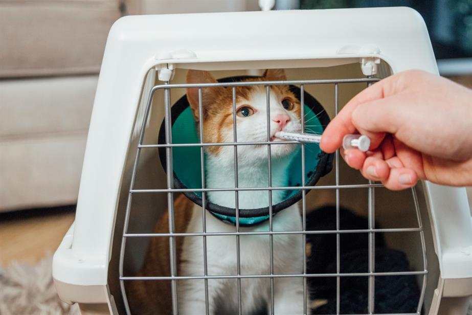 Elanco is a pharmaceutical company that produces medicines and vaccines for pets and livestock. (Image: Getty)
