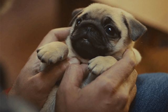 McVitie's Victoria: unveils Christmas campaign