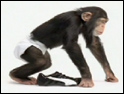 Puma: attacked over use of chimp in ad