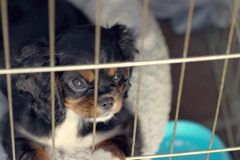 Puppyhood: Buzzfeed Motion Pictures production for pet food brand Purina in the US
