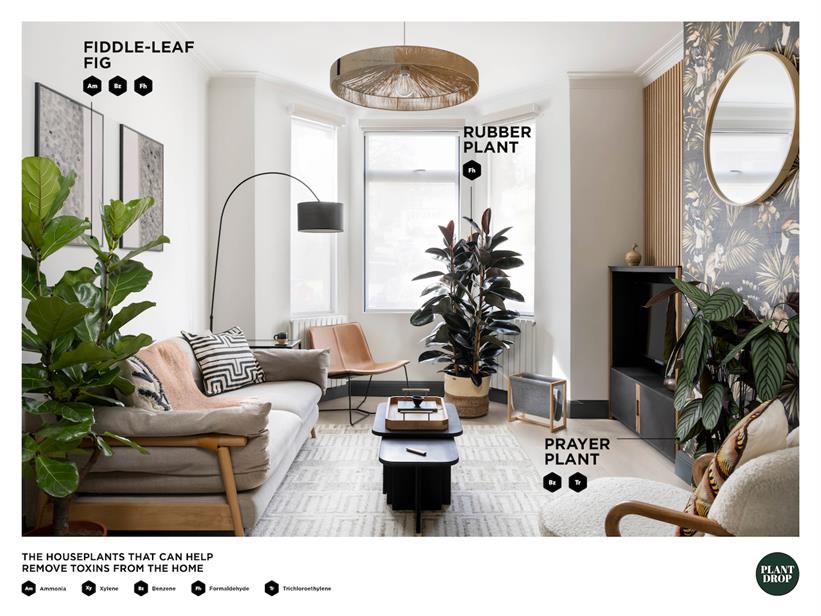 A picture of a living room filled with toxin-gobbling houseplants for ecommerce site Plant Drop