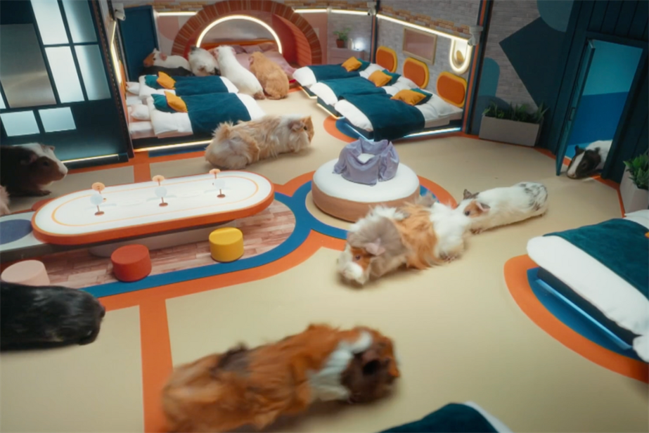 guinea pigs in a miniature big brother house 