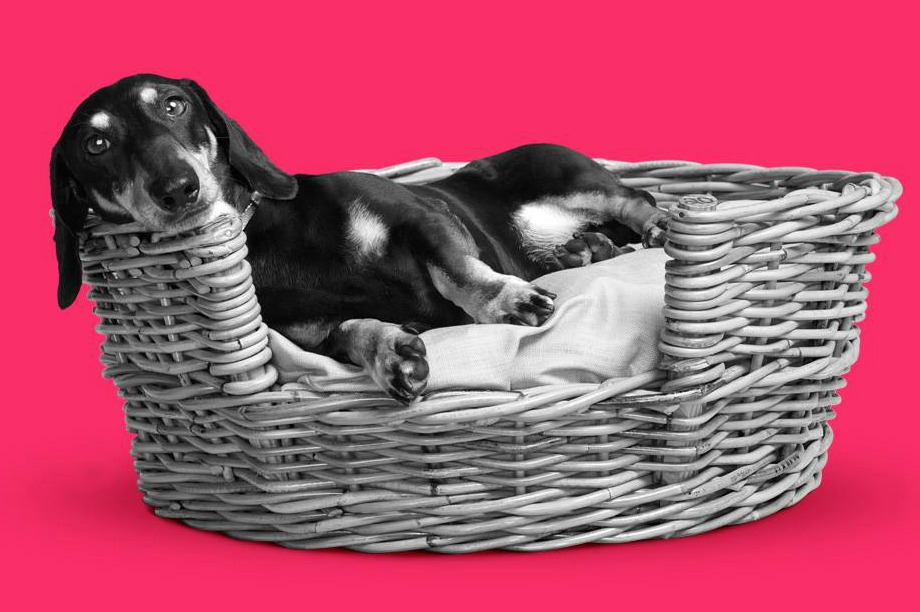 Vitality's star of its new marketing campaign, a dachshund voiced by Ade Edmonson
