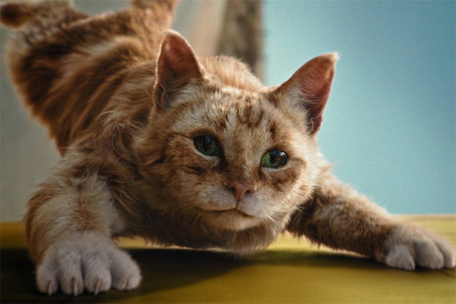 Cat stretching on the floor 