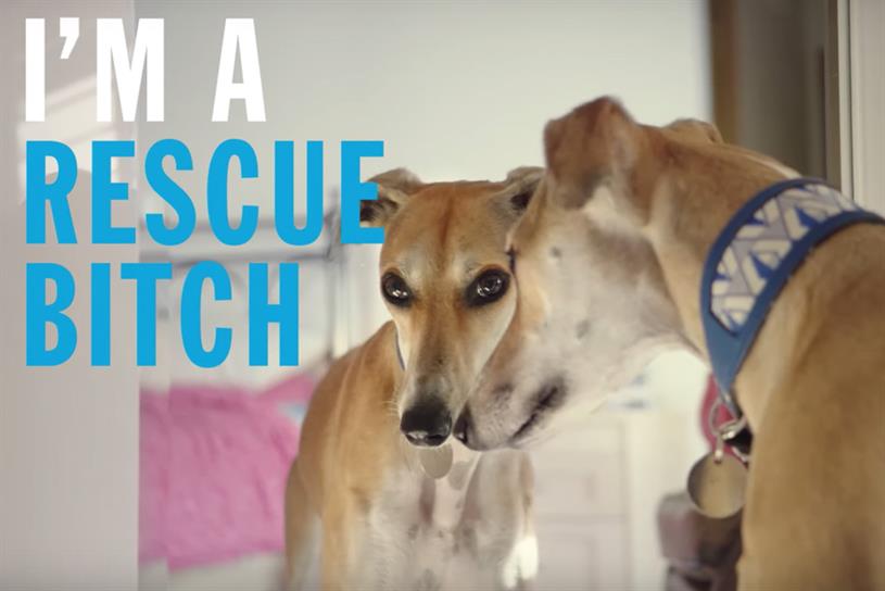 Dog looking in a mirror with copy saying I'm a rescue bitch