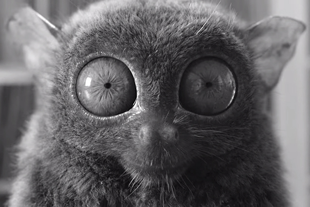 Nicky Bullard from LIDA reviews First Direct's 'Little Frill'