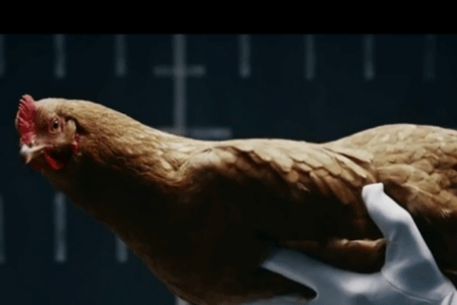 Mercedez-Benz: doing the funky chicken