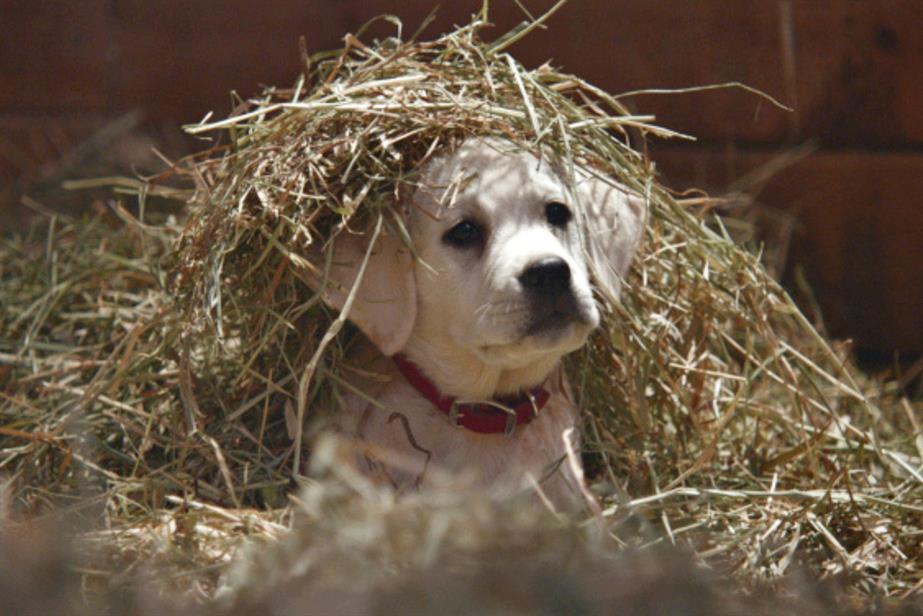 Budweiser: 'lost dog' Super Bowl campaign