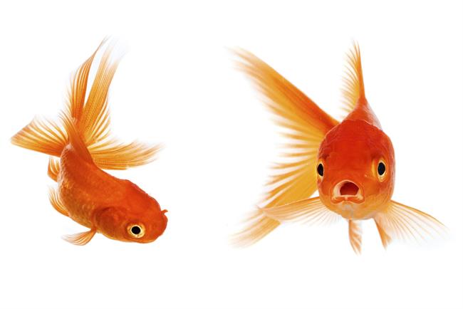 Shifting attention spans mean we need to move beyond measuring by click-throughs