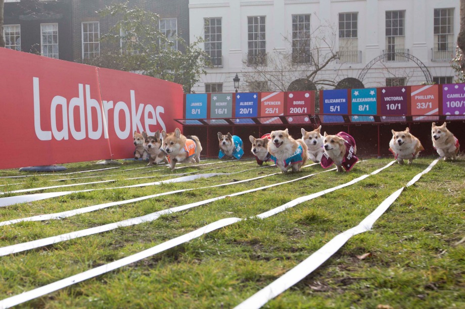 Alexandra led the pack at the Royal Corgi Race