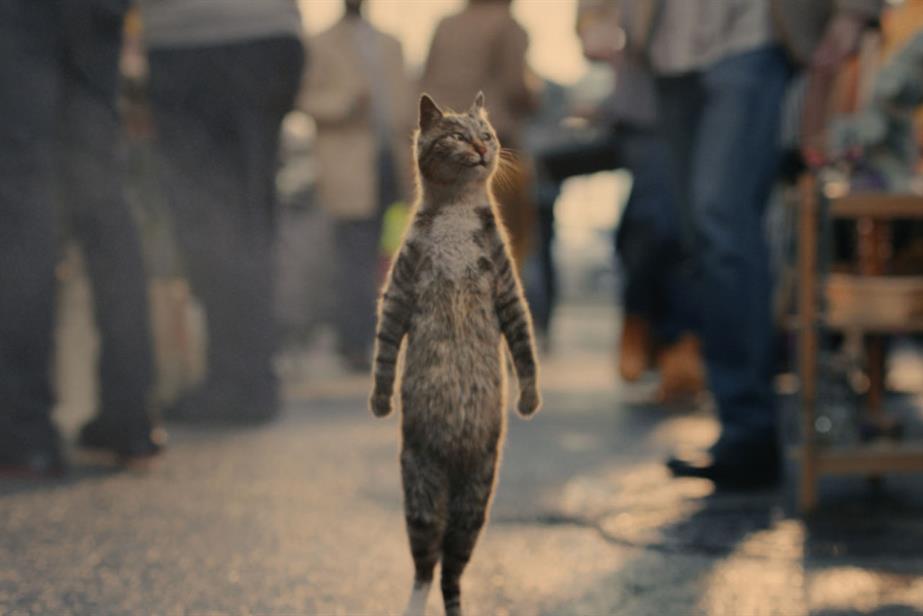 A cat standing on its hind legs walking along a road
