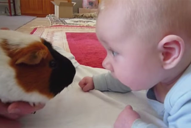 Pets At Home: cute overload