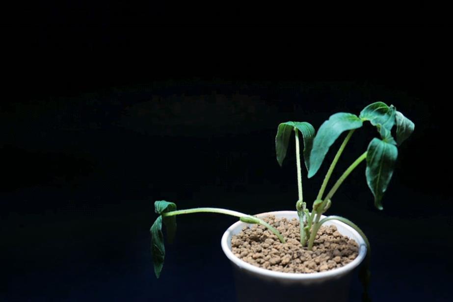Wilting plant in pot against black background 