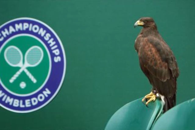 Stella Artois: produced a two-minute film about Rufus the pigeon-scaring hawk