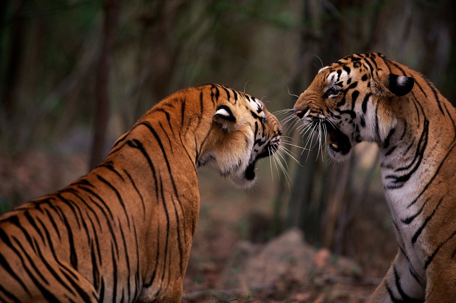 The details of the campaign have not been revealed yet (image copyright: naturepl.com, Anup Shah, WWF)