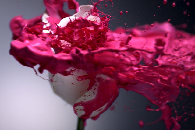 Simple 'rose' by Audacity